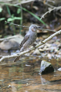 Bird perching on branch
