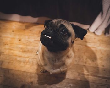 Close-up portrait of a dog at home