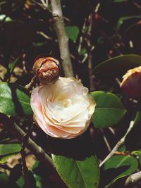 Close-up of snail on flower