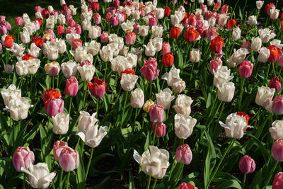 Early spring in germany