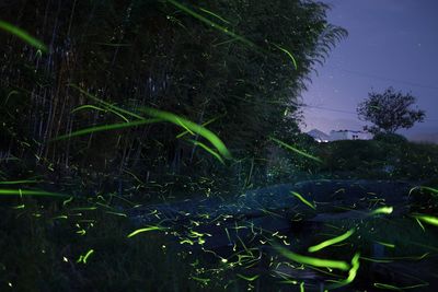 Close-up of grass against trees at night