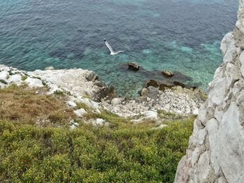 High angle view of birds on sea shore