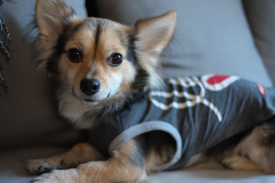 Portrait of chihuahua lying on sofa at home