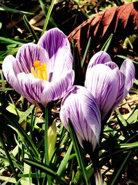 Close-up of purple crocus flowers on field