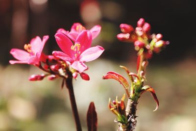 Close-up of pink flowering plant