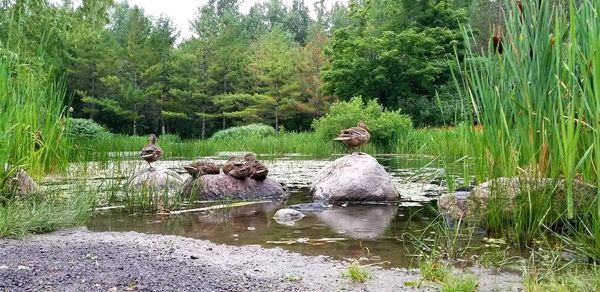 Ducks in a lake