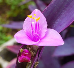 Close-up of pink crocus flower