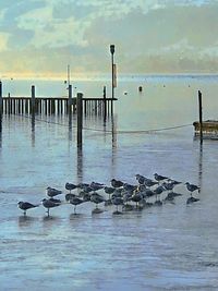 View of seagulls on wooden post in sea against sky