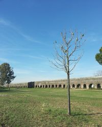 Bare tree on field against sky