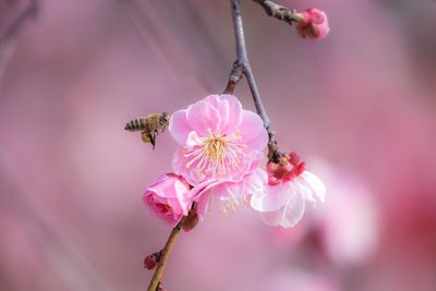 Close-up of insect on pink flower