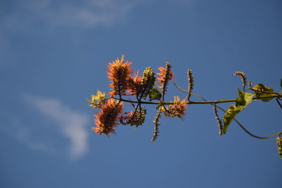 Low angle view of tree against blue sky