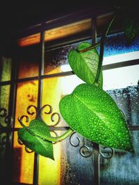 Close-up of green leaf