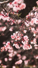 Close-up of pink cherry blossoms in spring