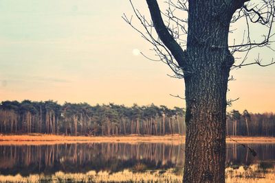 Bare trees on landscape against sky