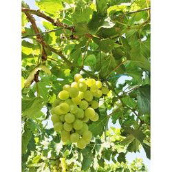 Low angle view of fruits growing on tree