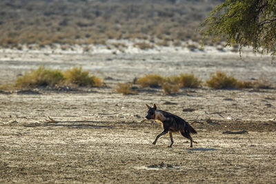 Brown hyena