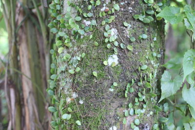 Close-up of moss growing on tree trunk