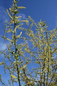 Low angle view of tree against blue sky