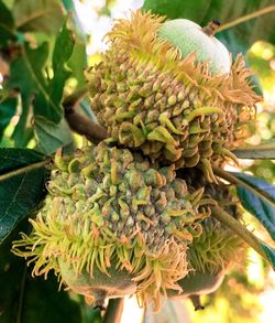 Close-up of flower bud