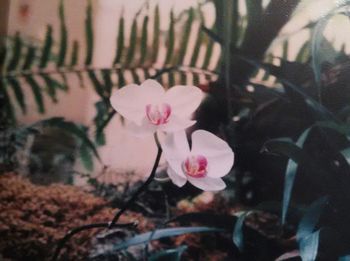 Close-up of pink flowers blooming outdoors