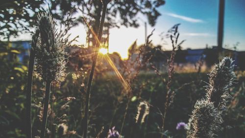 Close-up of plants growing on field against sky