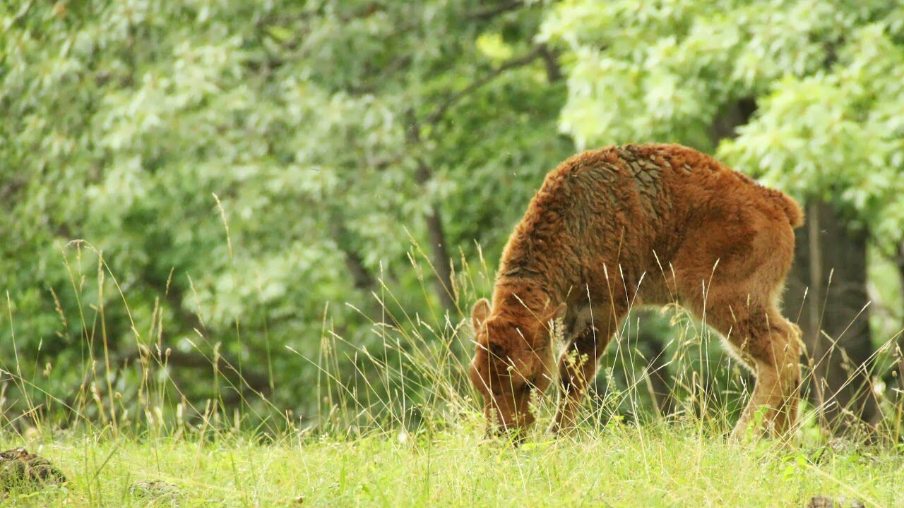 Baby bison