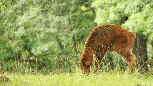 Rabbit on grassy field