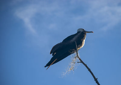 Low angle view of bird perching on branch against sky