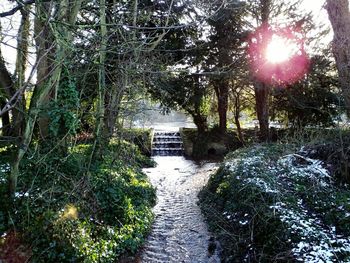 Sun shining through trees