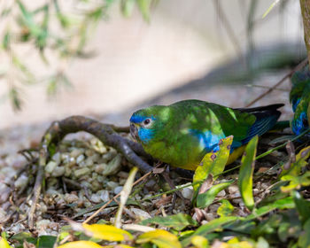 Close-up of a bird perching on a field