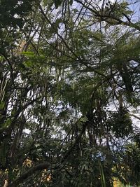 Low angle view of bamboo trees in forest