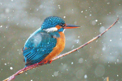 Close-up of bird perching on snow