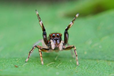 Close-up of spider