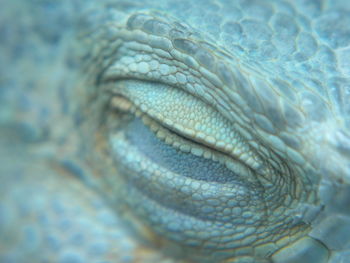 Cropped eye of reptile