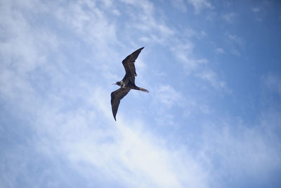 Low angle view of seagull flying against sky