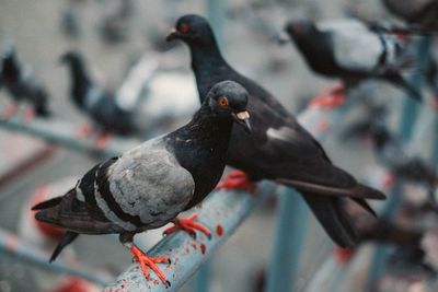 High angle view of pigeons perching on branch