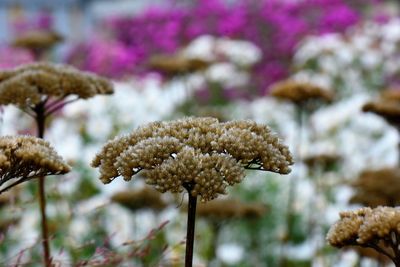 Close-up of wilted flowering plant on field