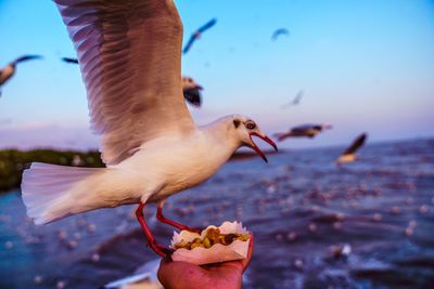 Close-up of hand feeding seagull