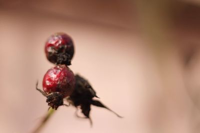 Close-up of insect