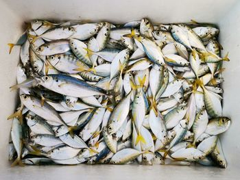 High angle view of fish