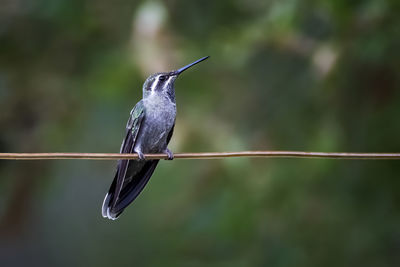 Close-up of bird perching on plant