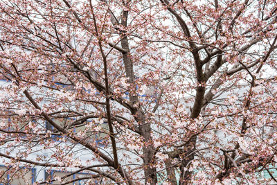 Low angle view of cherry blossom tree