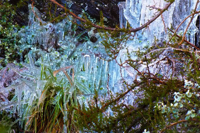 Close-up of frozen trees in forest