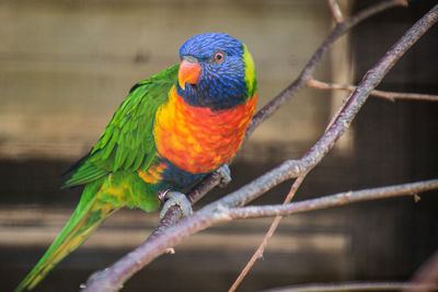 Close-up of parrot perching on branch