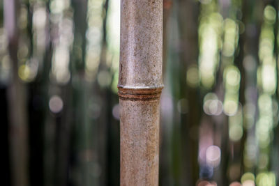 Close-up of bamboo against blurred background