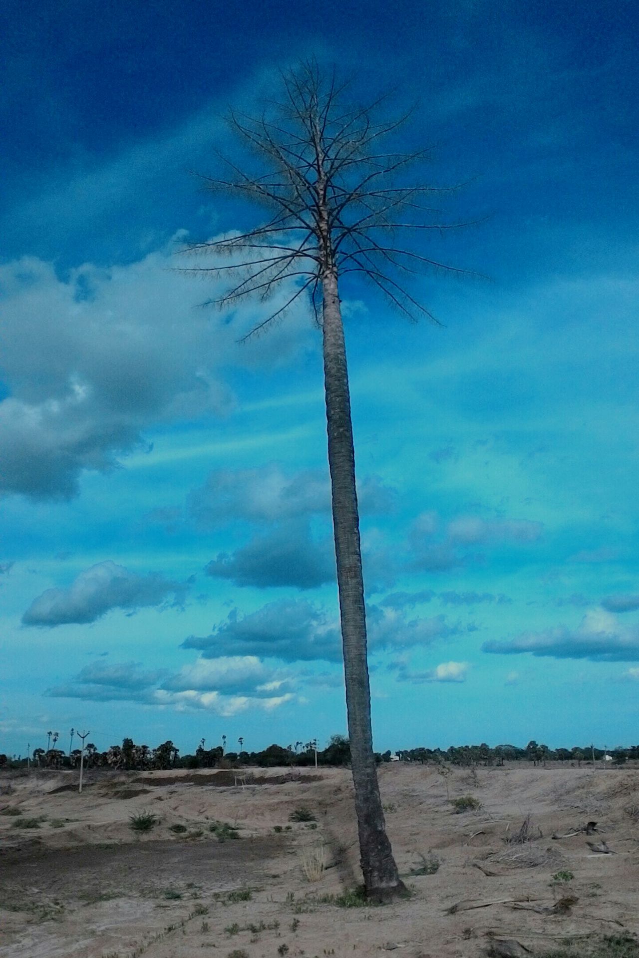 Tree up clouds