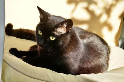 Close-up of cat