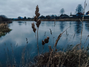 Close-up of stalks on field against sky