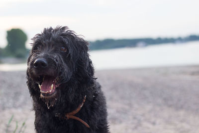 Portrait of black dog on beach against sky