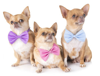 Close-up of chihuahuas with tied bows against white background